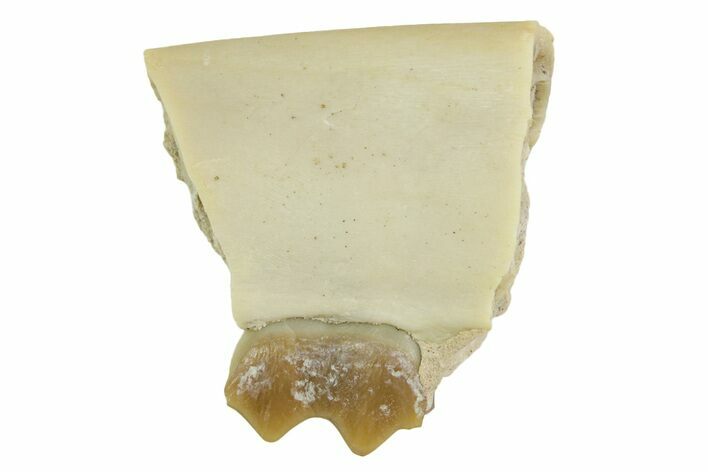 Fossil Oligocene Camelid (Poebrotherium) Jaw Section - South Dakota #364401